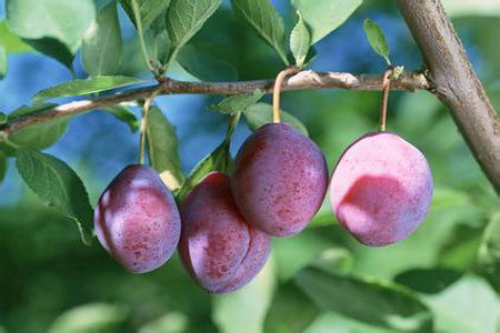 Plum 2