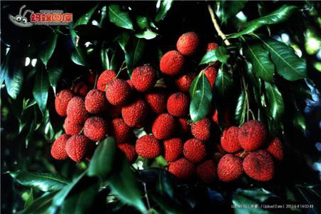 Litchi 5